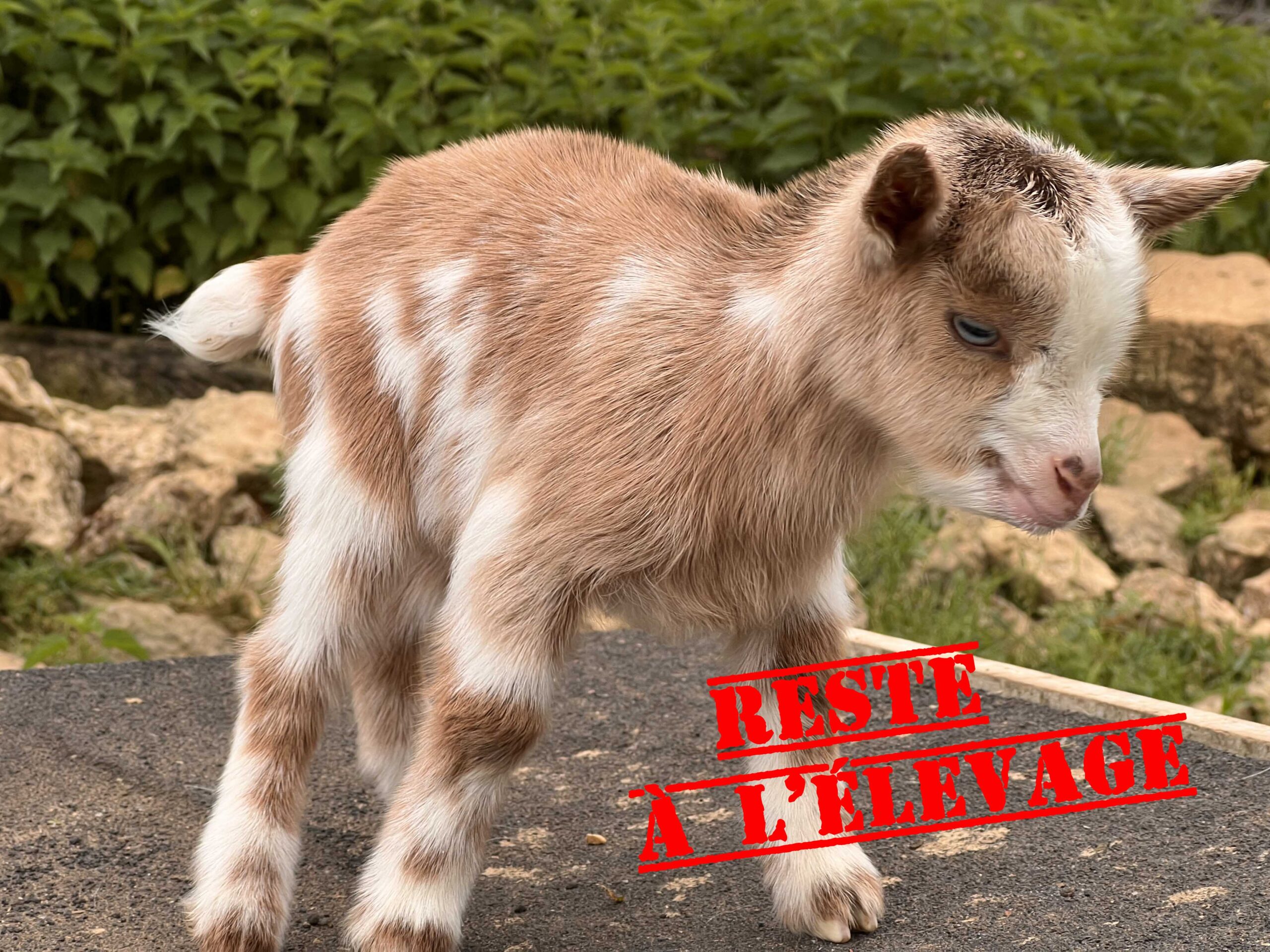 Aloha chèvre yeux bleus