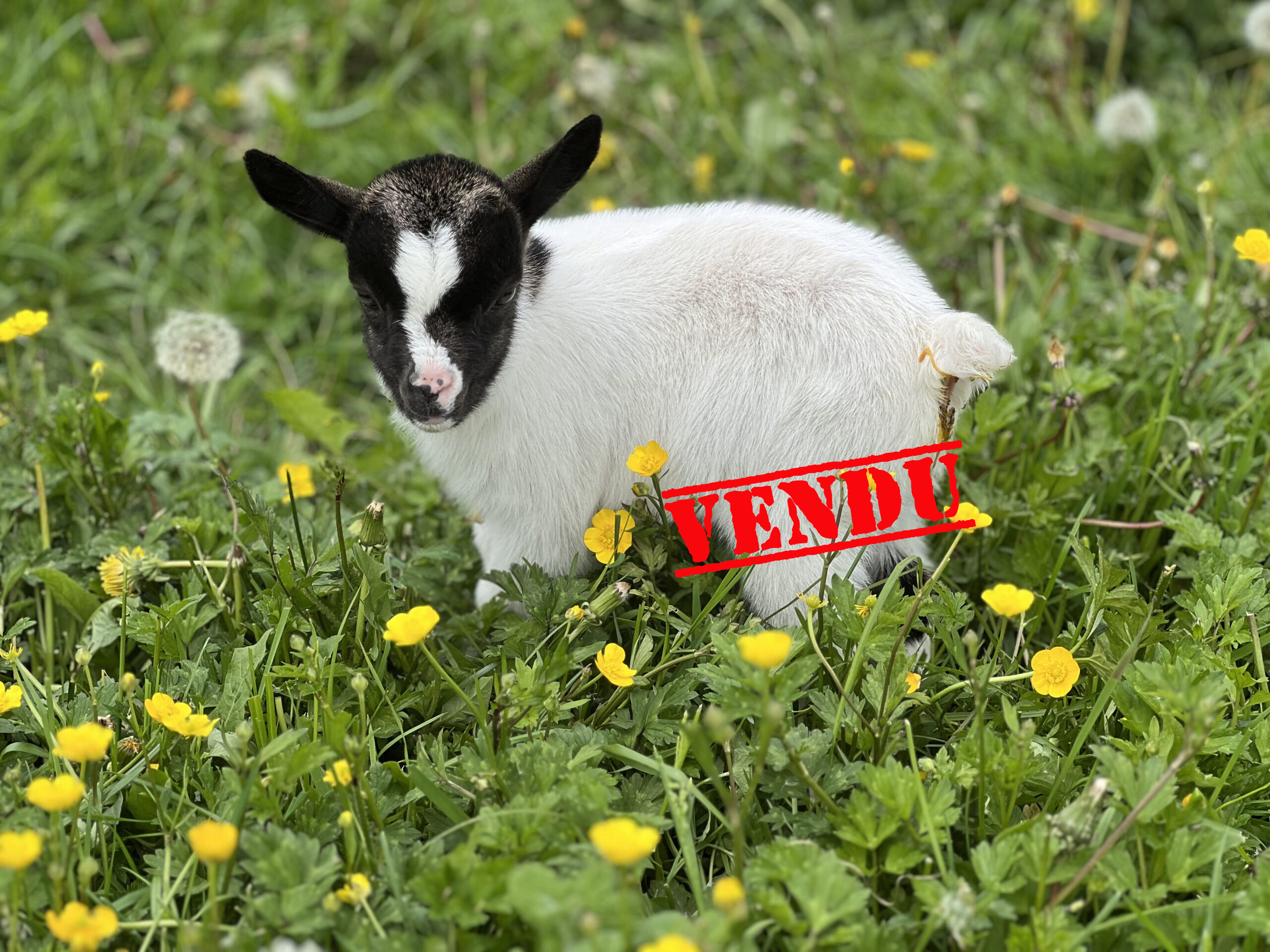 Anubis chevreau nain