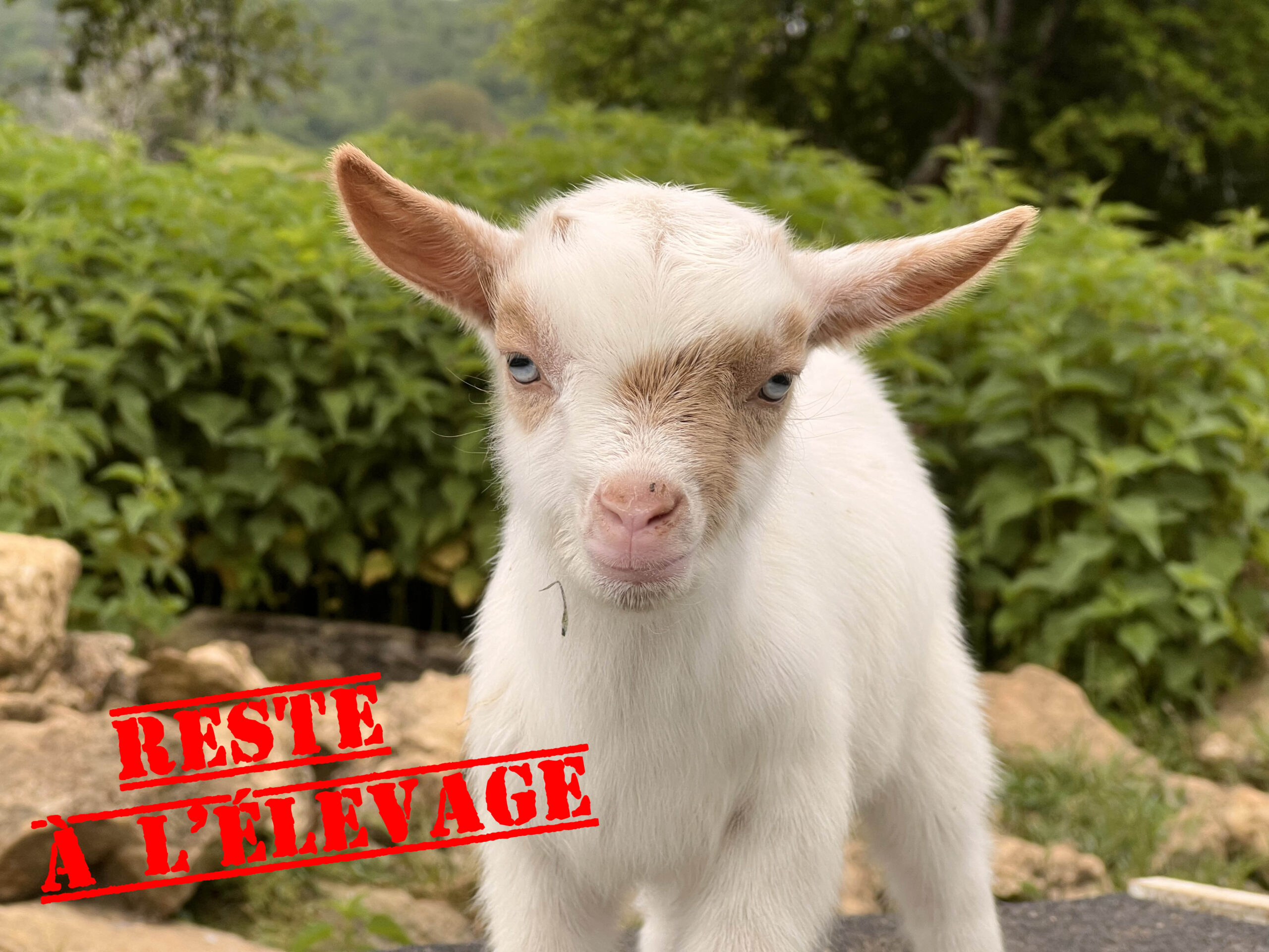 Aztèque bouc yeux bleus