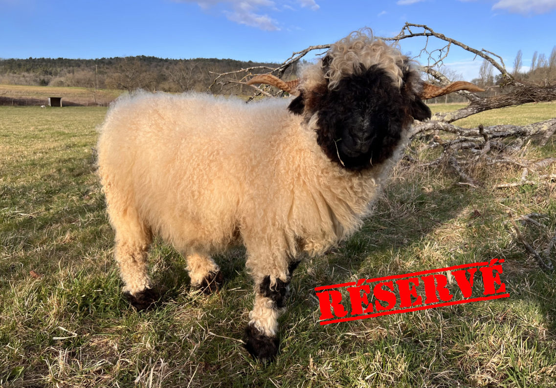 Gamschi Nez Noir du Valais