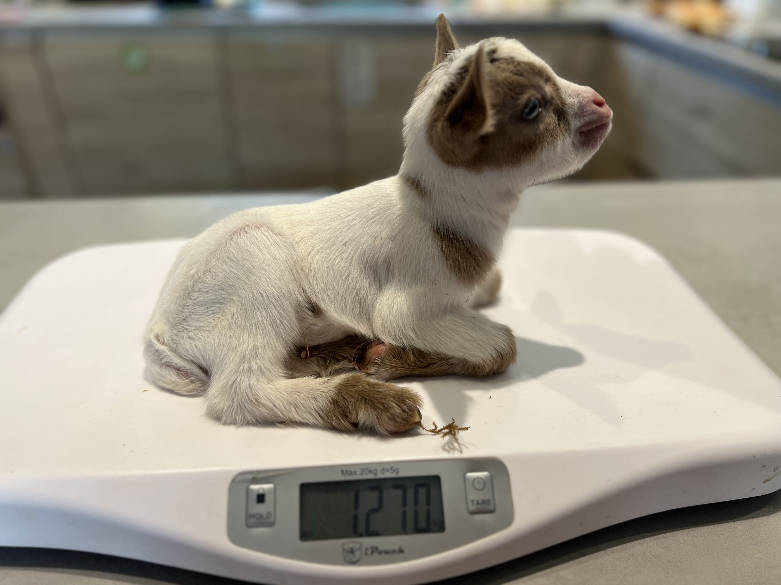 chevrette miniature aux yeux bleus