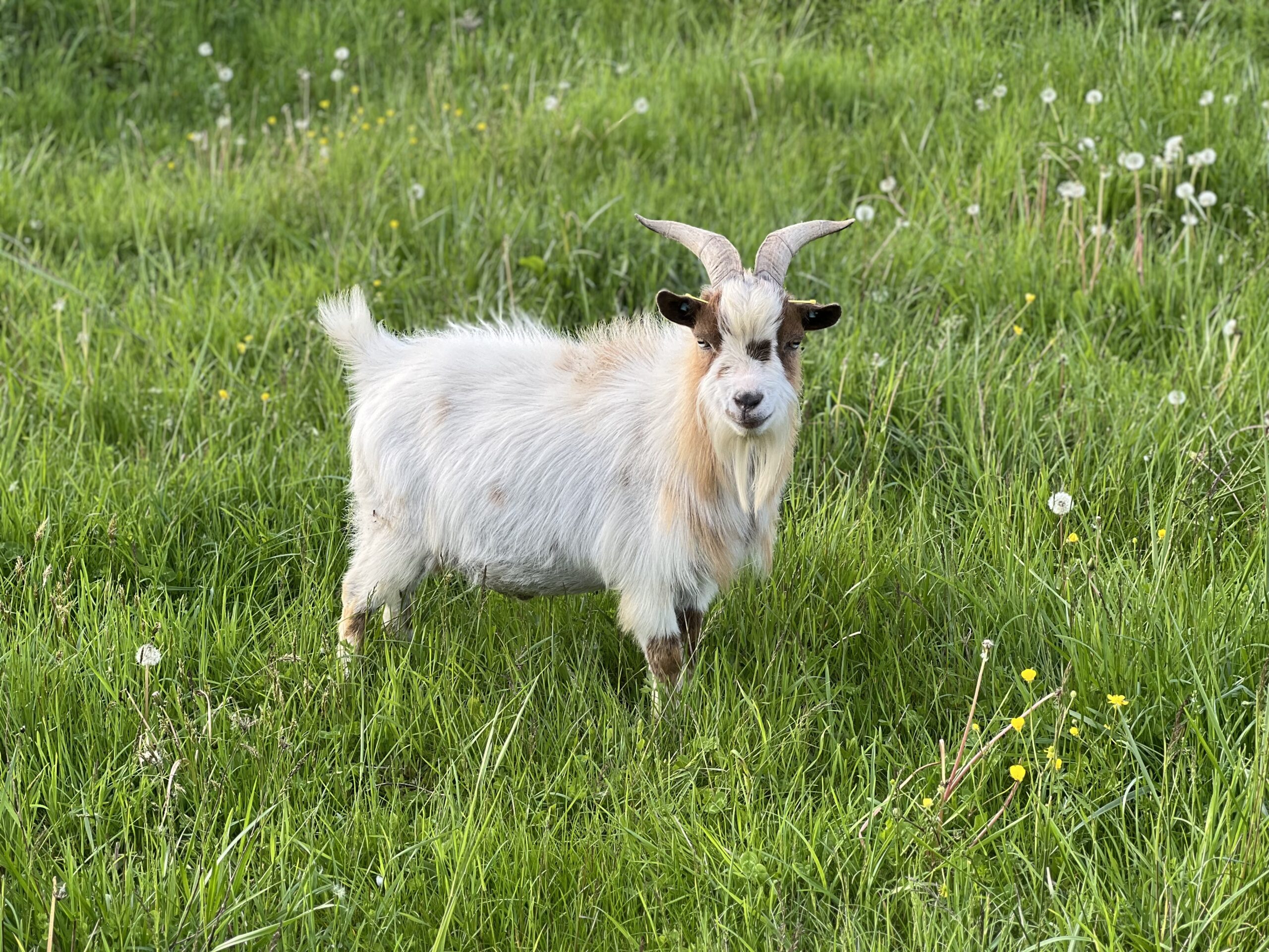 Tiblue, bouc aux yeux bleus