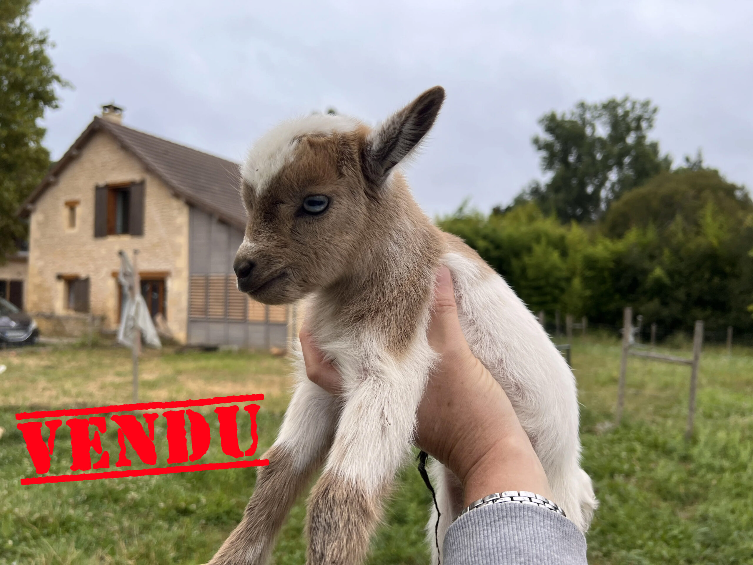 Chèvre naine Oli