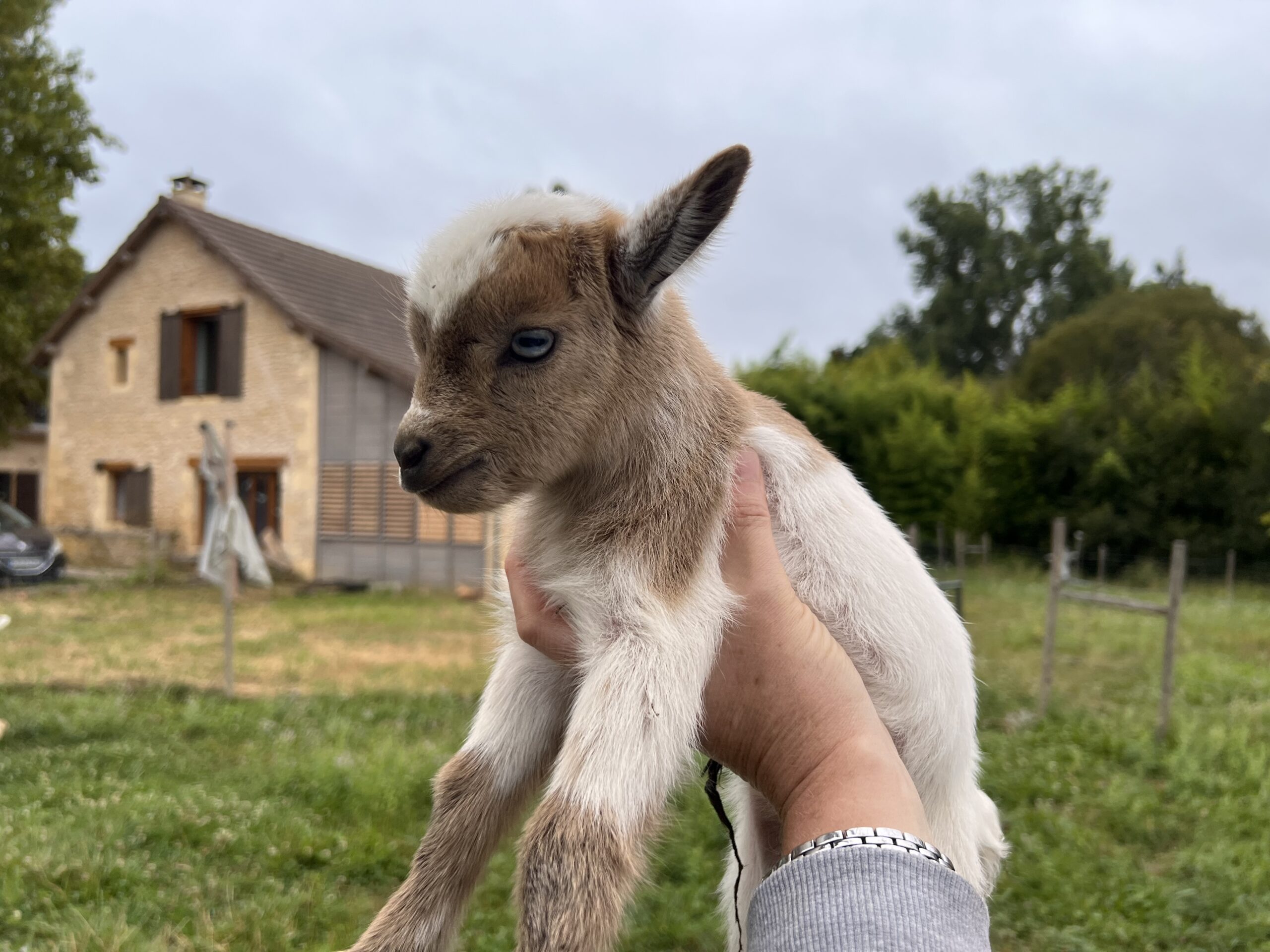 Oli chevreau aux yeux bleus