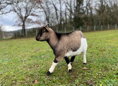 Animals for adoption