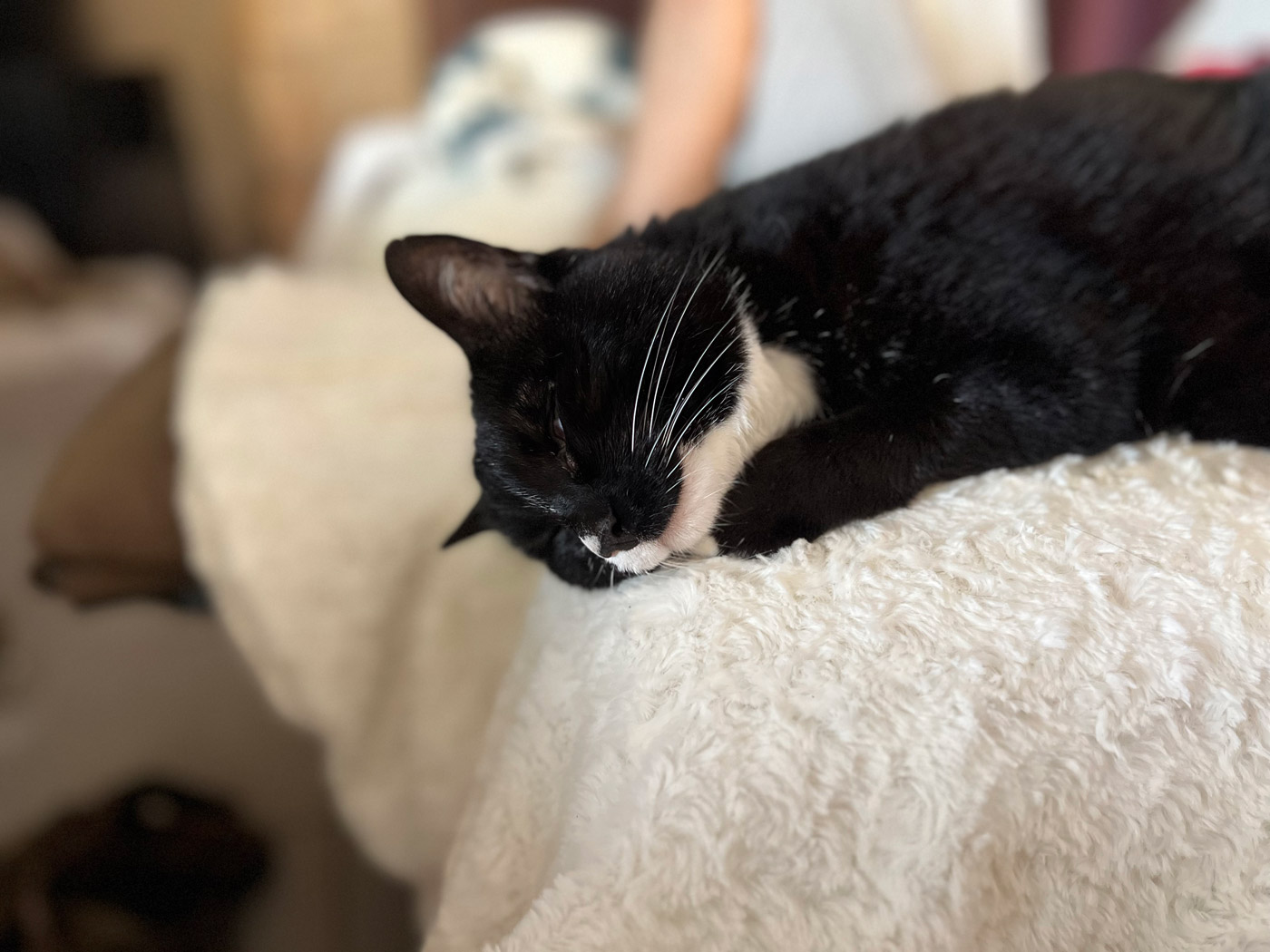 Our cat Chaussette Our cat Chaussette