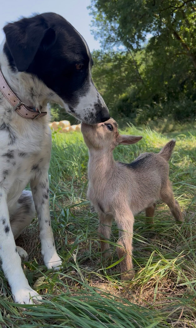 Our dog Evy and Biloute Our dog Evy and Biloute