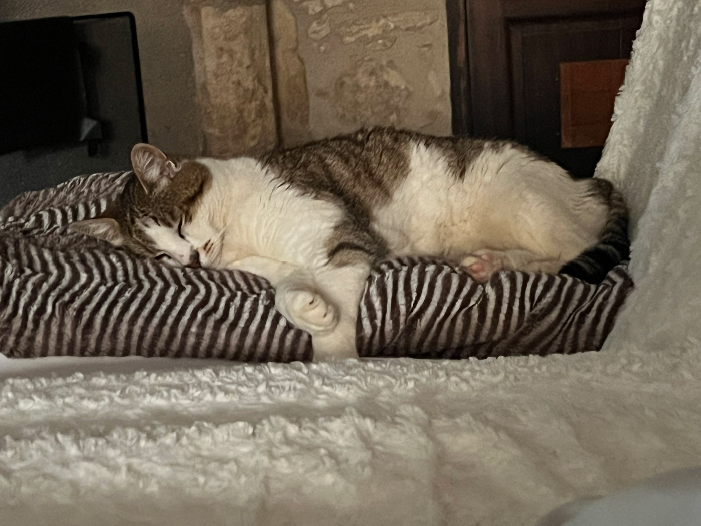 Naoh, the cuddly cat Naoh, the cuddly cat